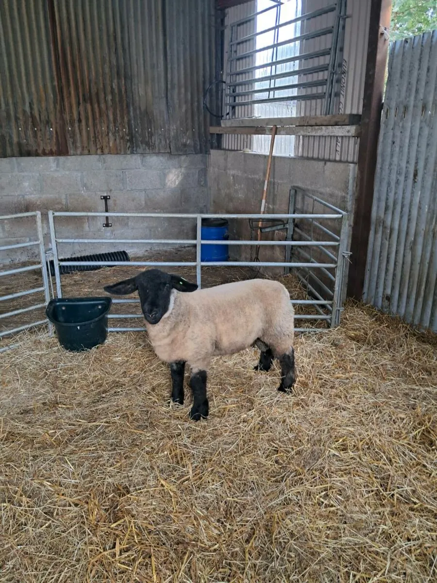 Pedigree Suffolk ram lamb - Image 3