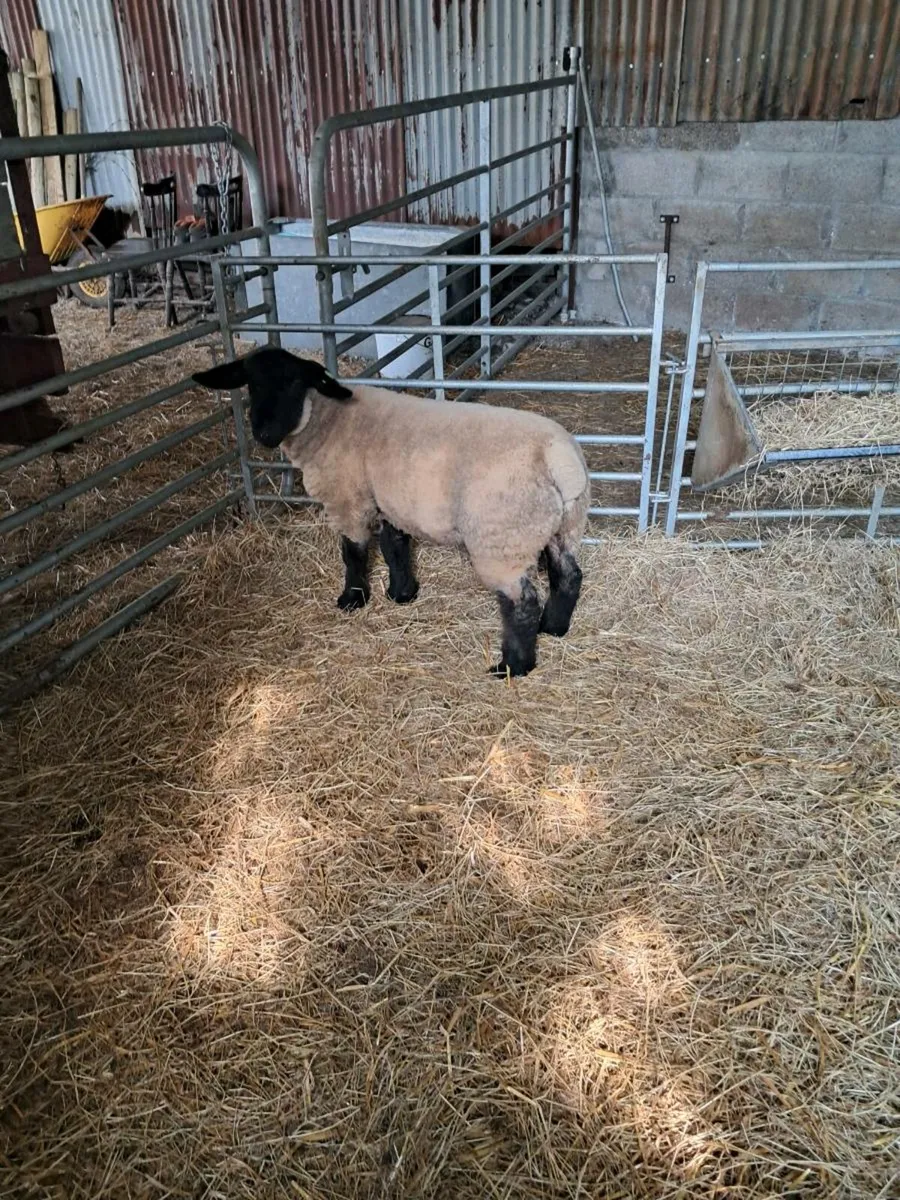 Pedigree Suffolk ram lamb - Image 4