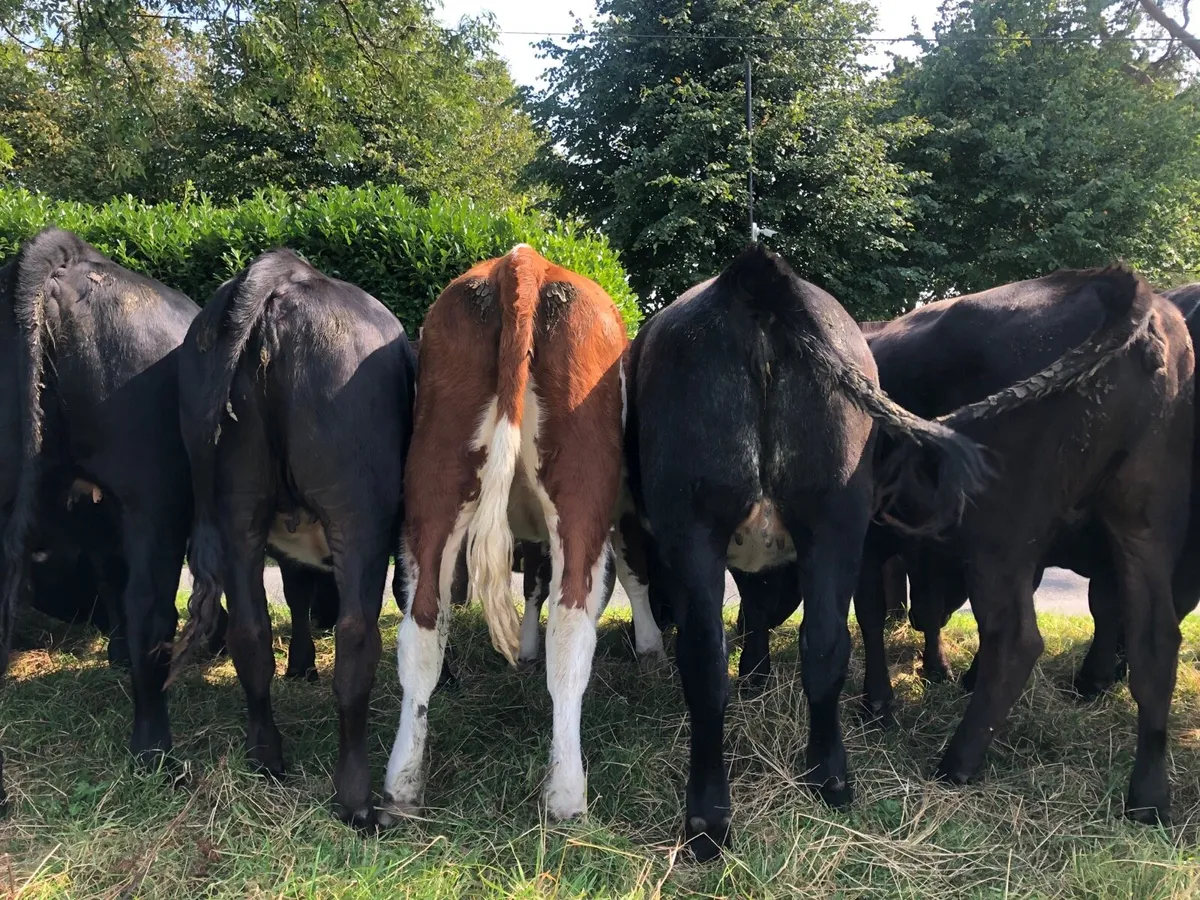 Angus heifers - Image 1