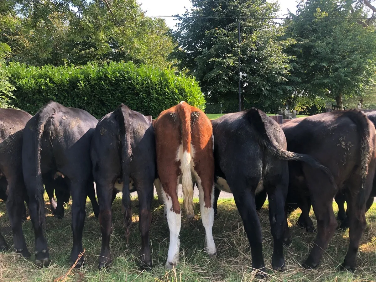 Angus heifers - Image 2