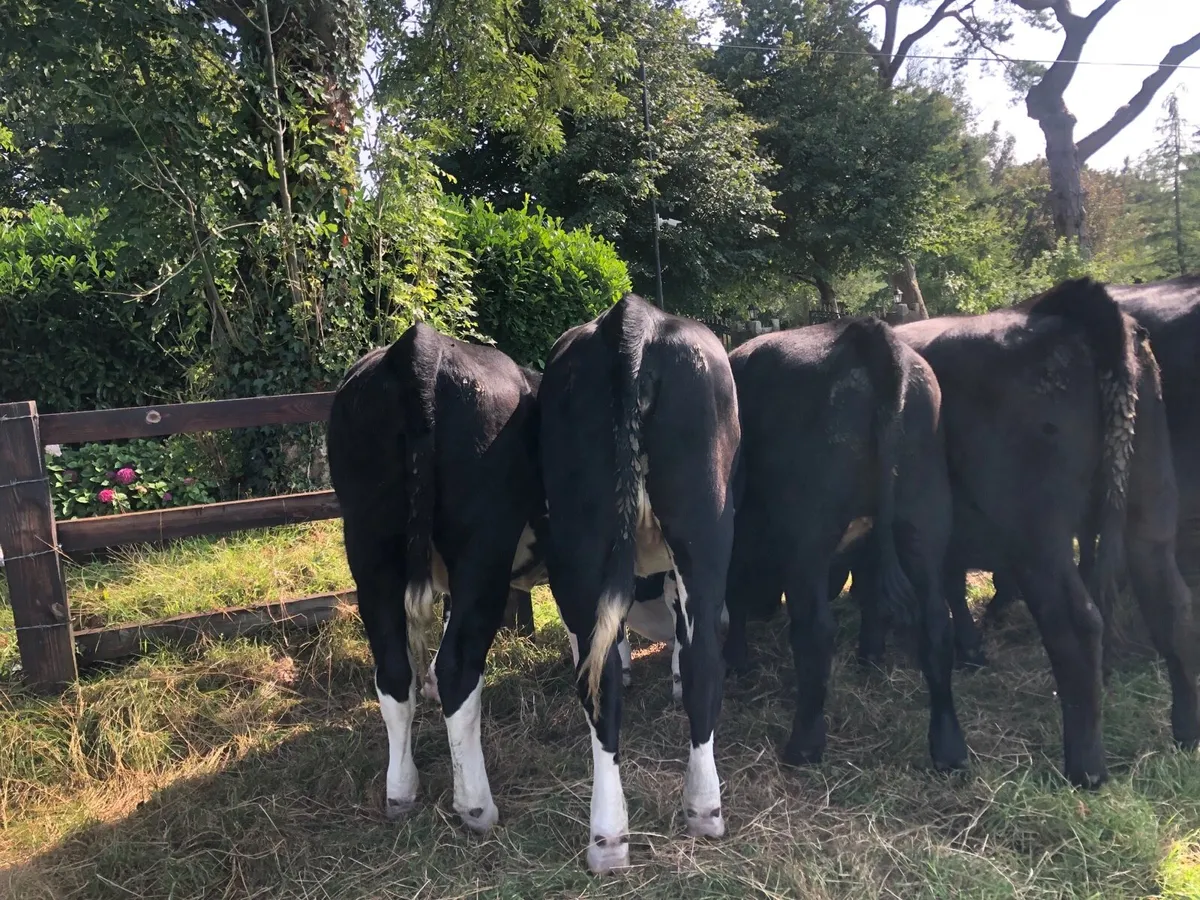 Angus heifers - Image 3
