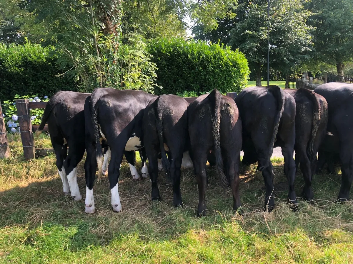 Angus heifers - Image 4