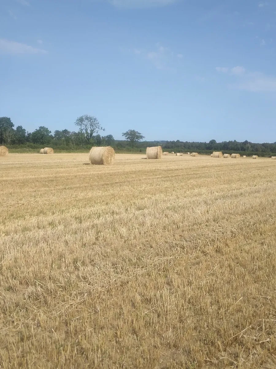 Round baled straw - Image 2