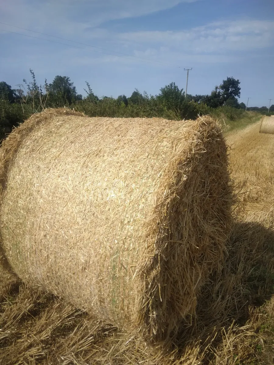 Round baled straw - Image 3