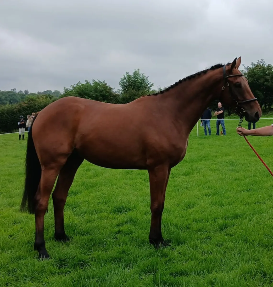 3 Year Old Gelding - Image 1