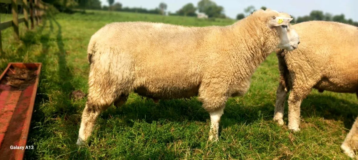 PBR Galway Hogget Ram - Image 1