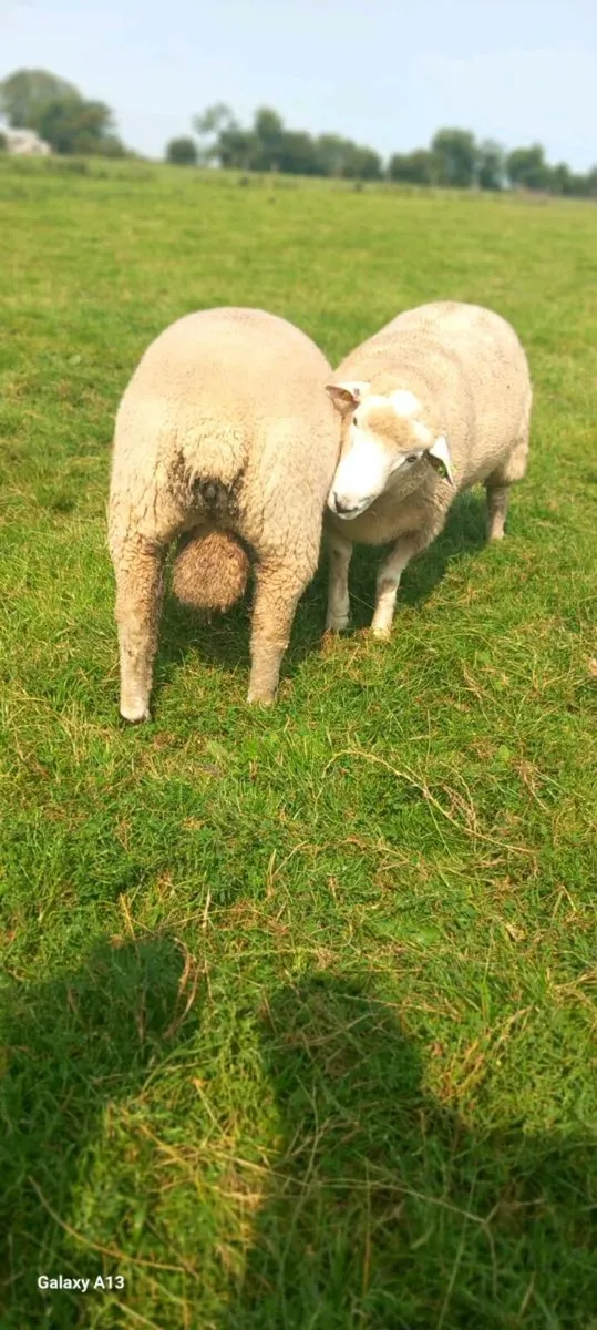 PBR Galway Hogget Ram - Image 2
