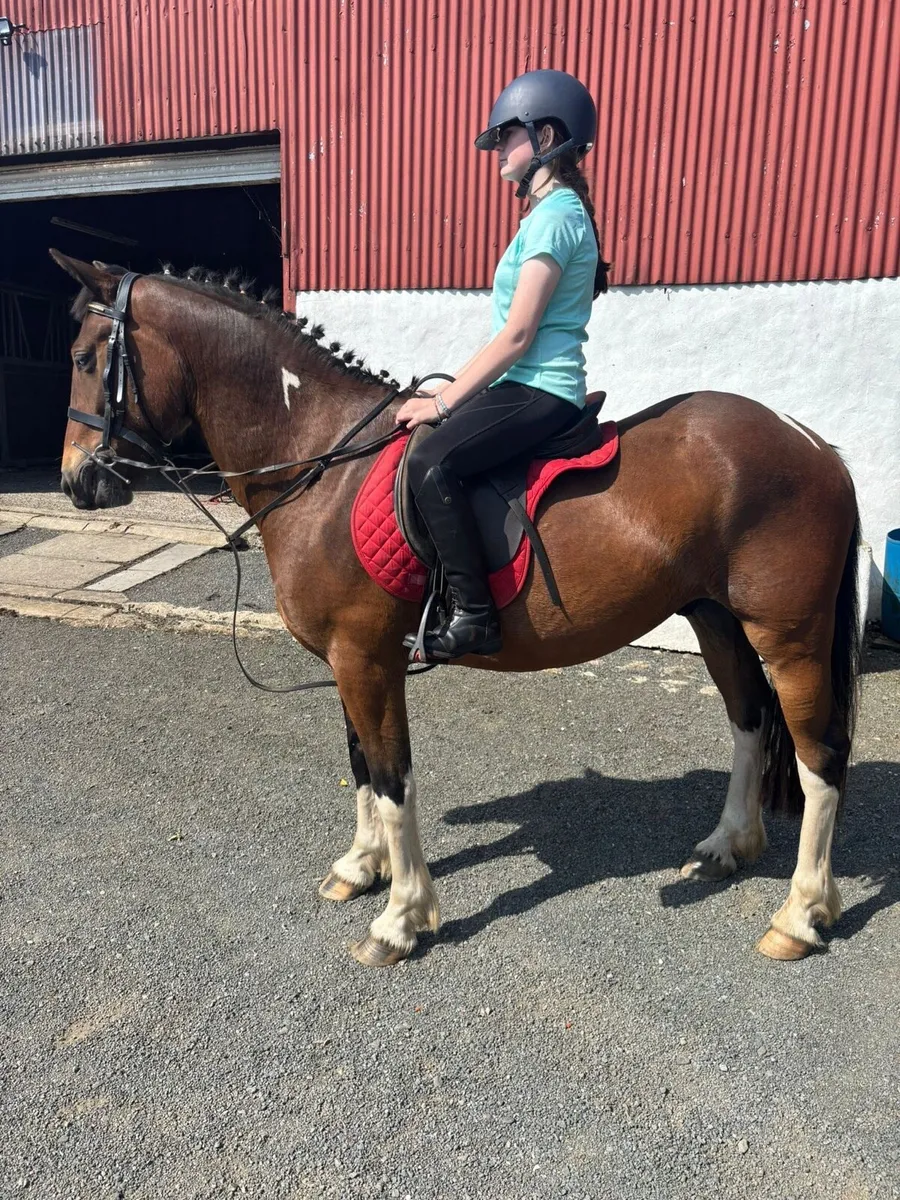 Perfect riding horse - Image 1