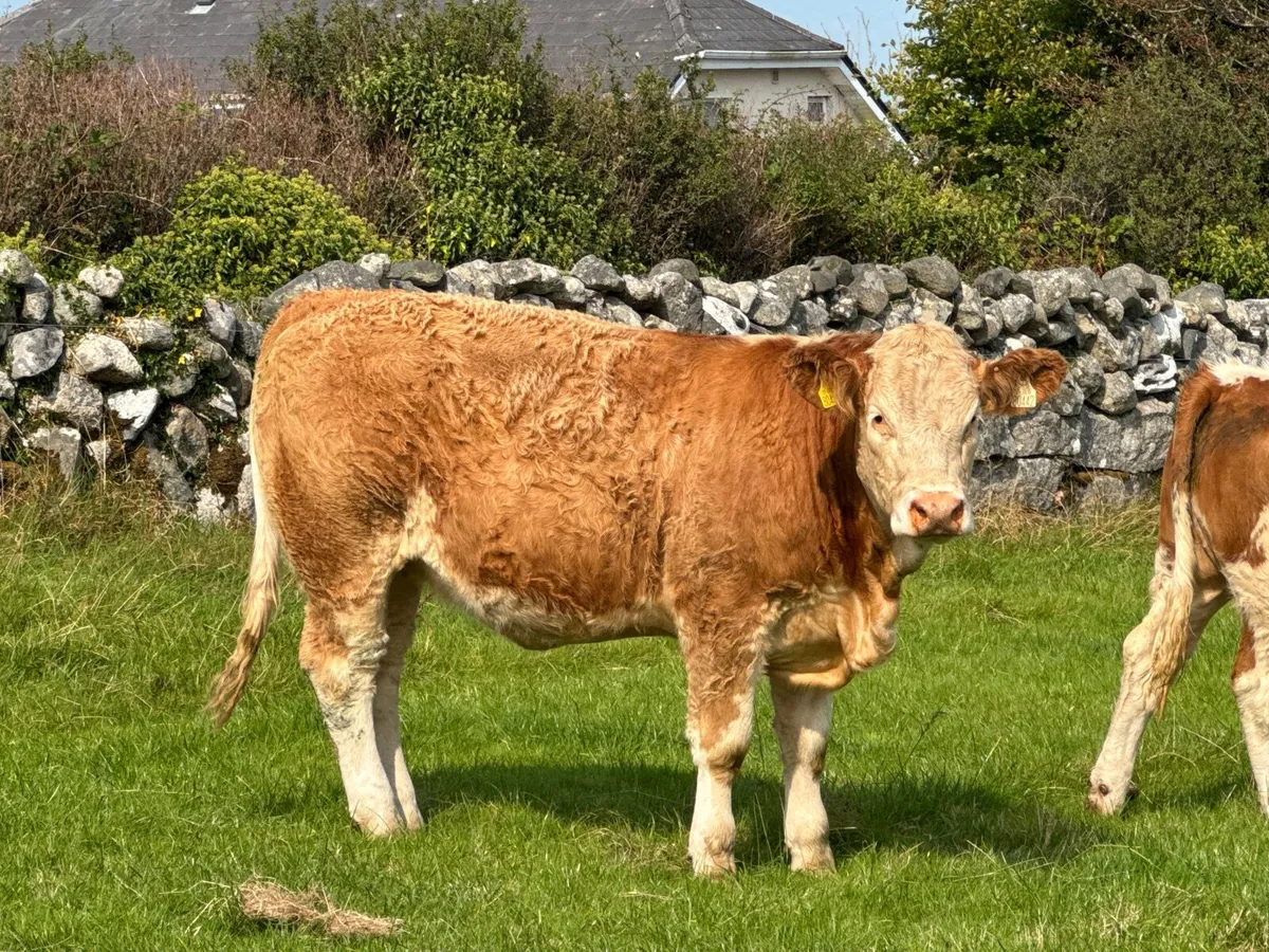 PB Simmental Heifers - Image 1