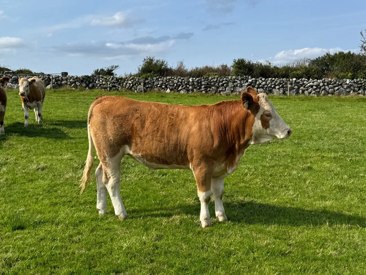 PB Simmental Heifers - Image 2