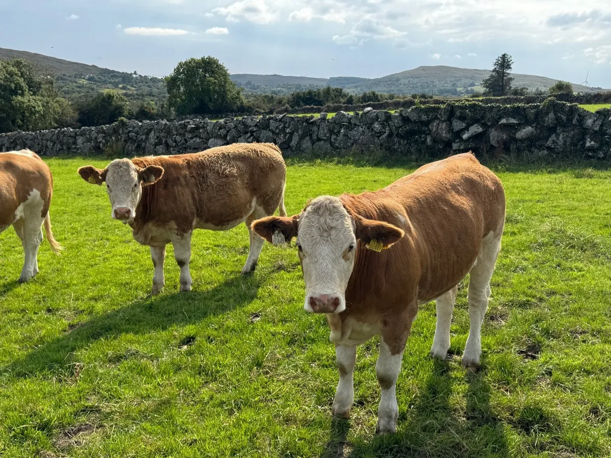 PB Simmental Heifers - Image 3