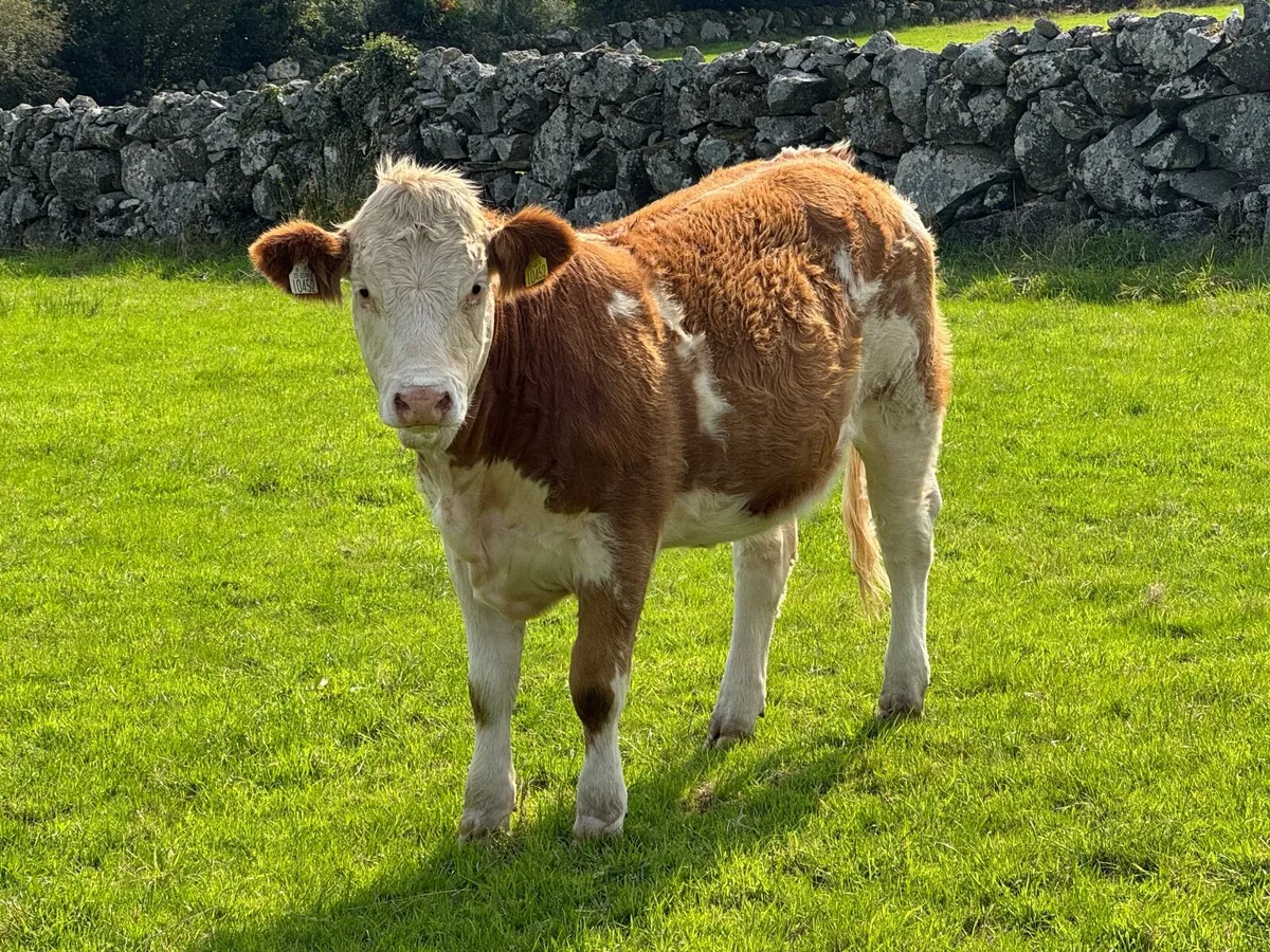 PB Simmental Heifers - Image 4