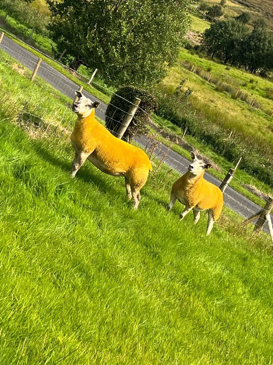 🔥5 sufftex Hoggets 🔥 - Image 1