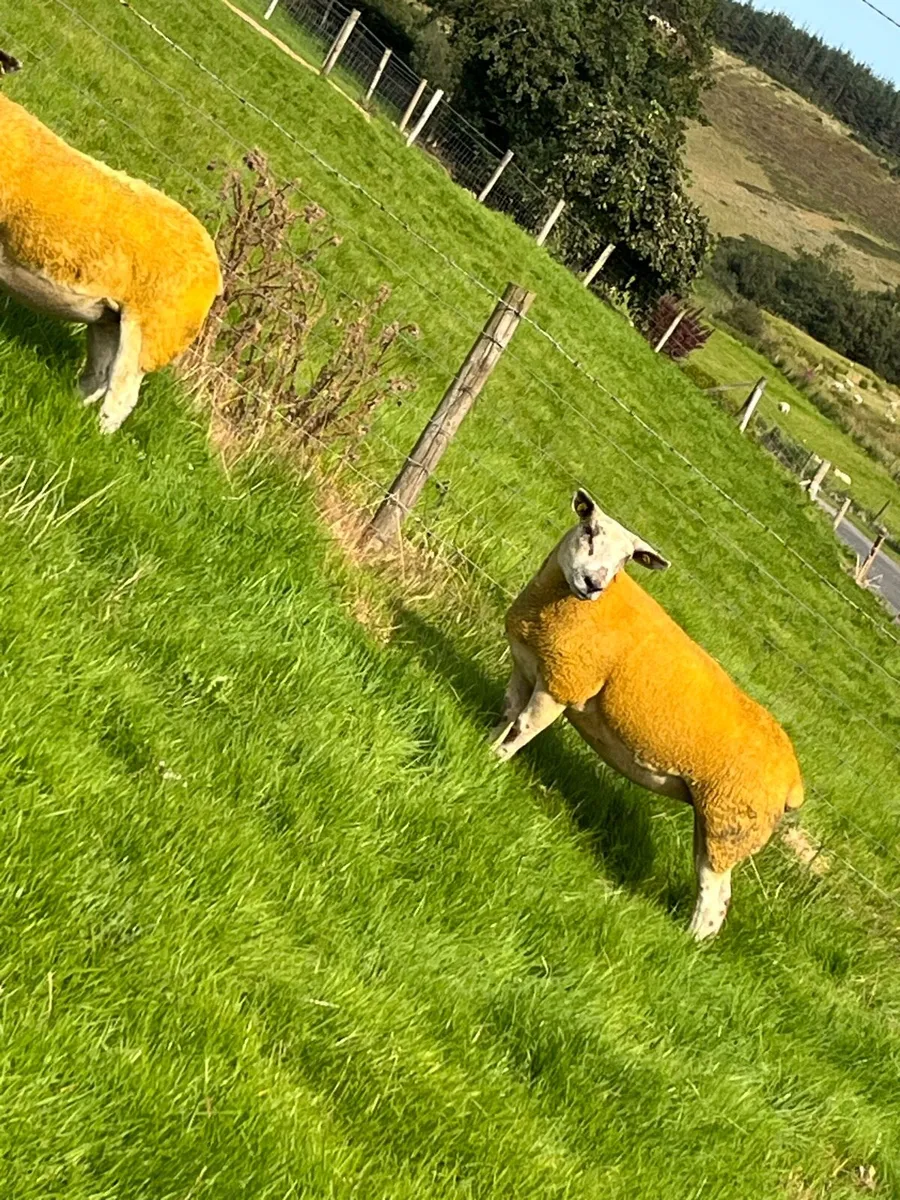 🔥5 sufftex Hoggets 🔥 - Image 2