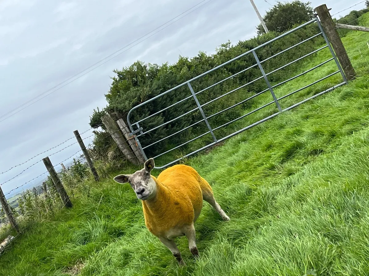 🔥5 sufftex Hoggets 🔥 - Image 4