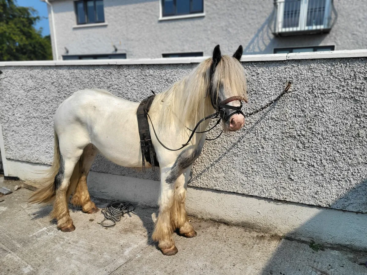3yr old gelding