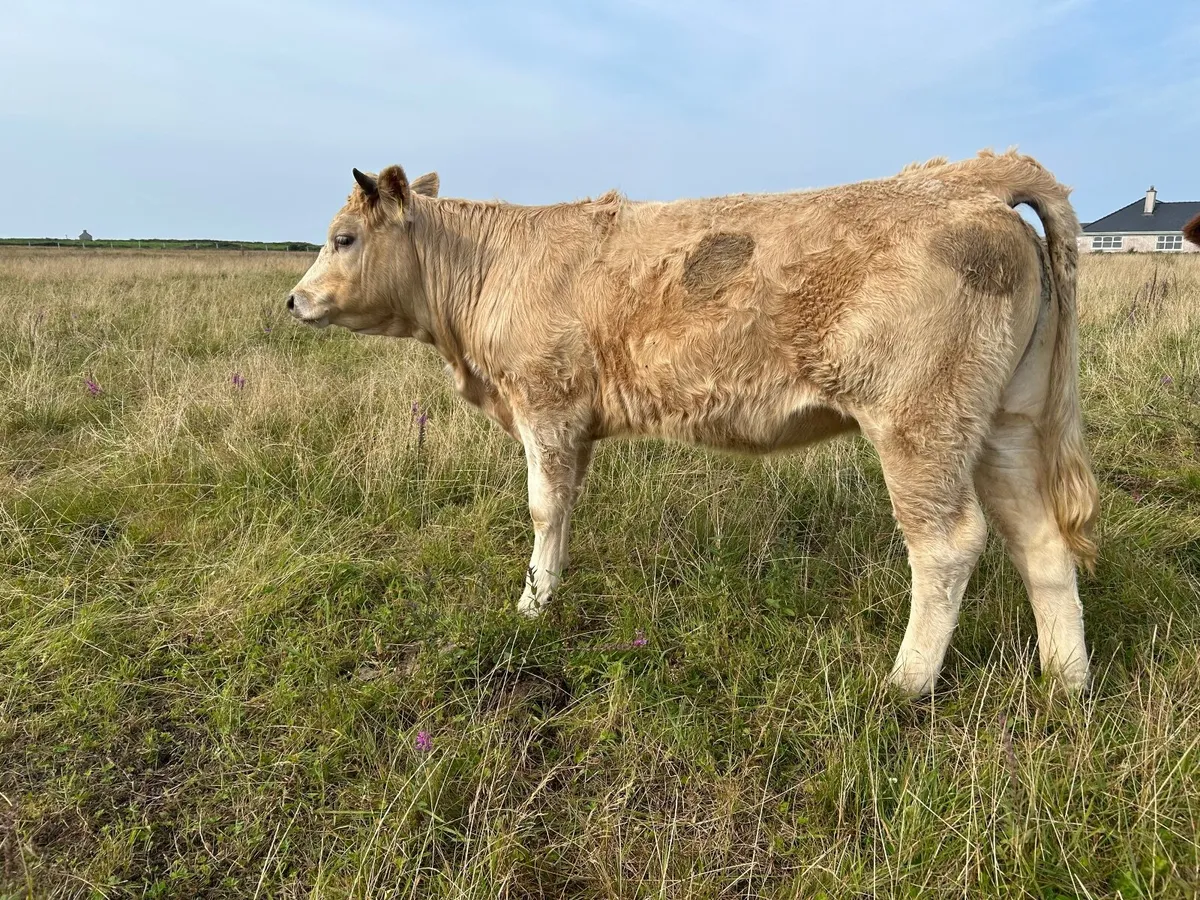 Organic heifer, - Image 2