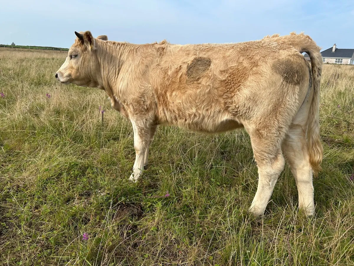 Organic heifer, - Image 3