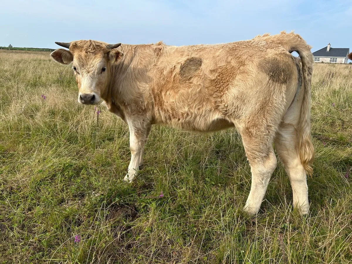 Organic heifer, - Image 4