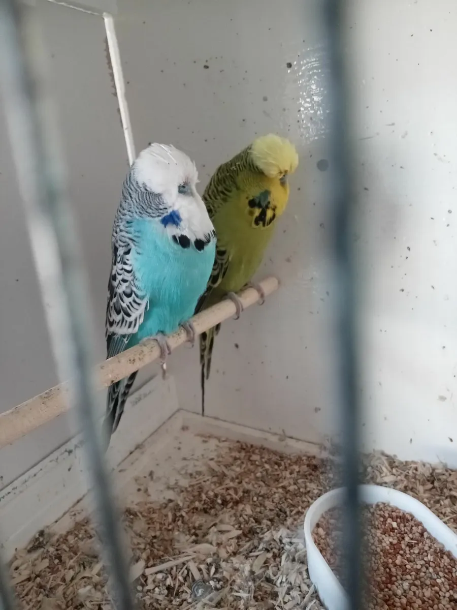 Budgies - Image 1