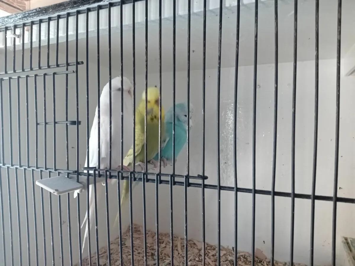 Budgies - Image 2