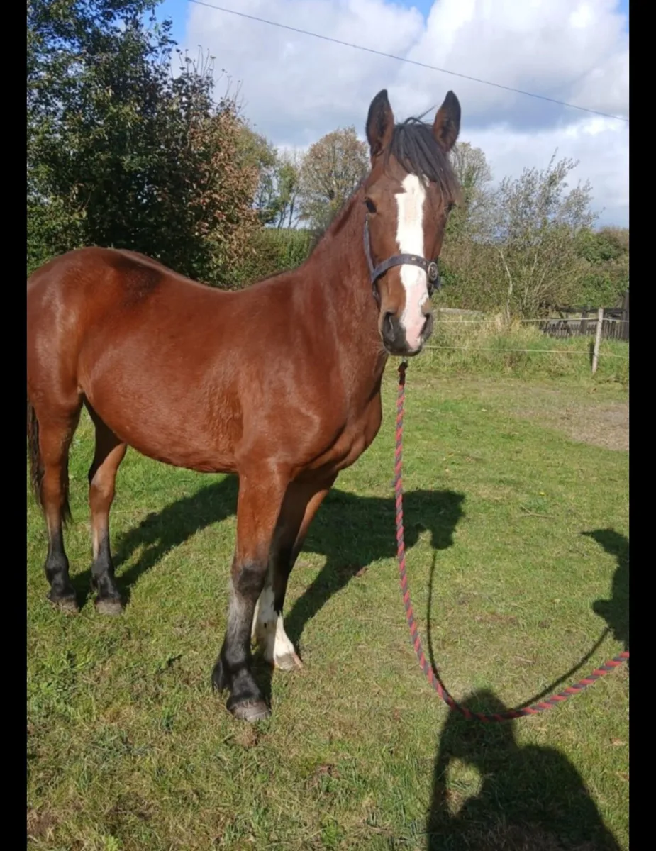 Rising 3 year old filly - Image 2