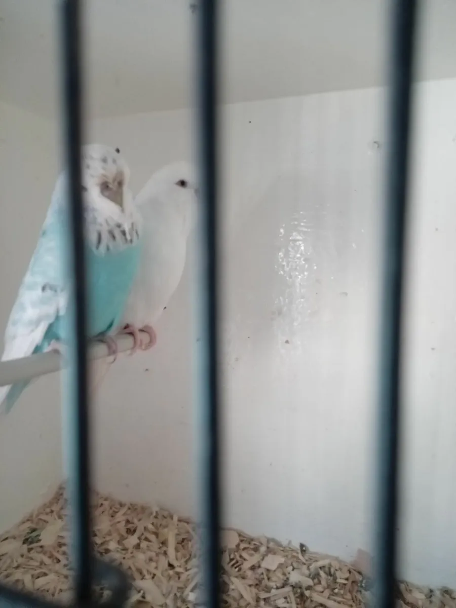 Budgies - Image 3