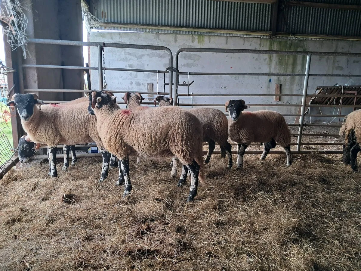 SIS eligible ram lambs - Image 1