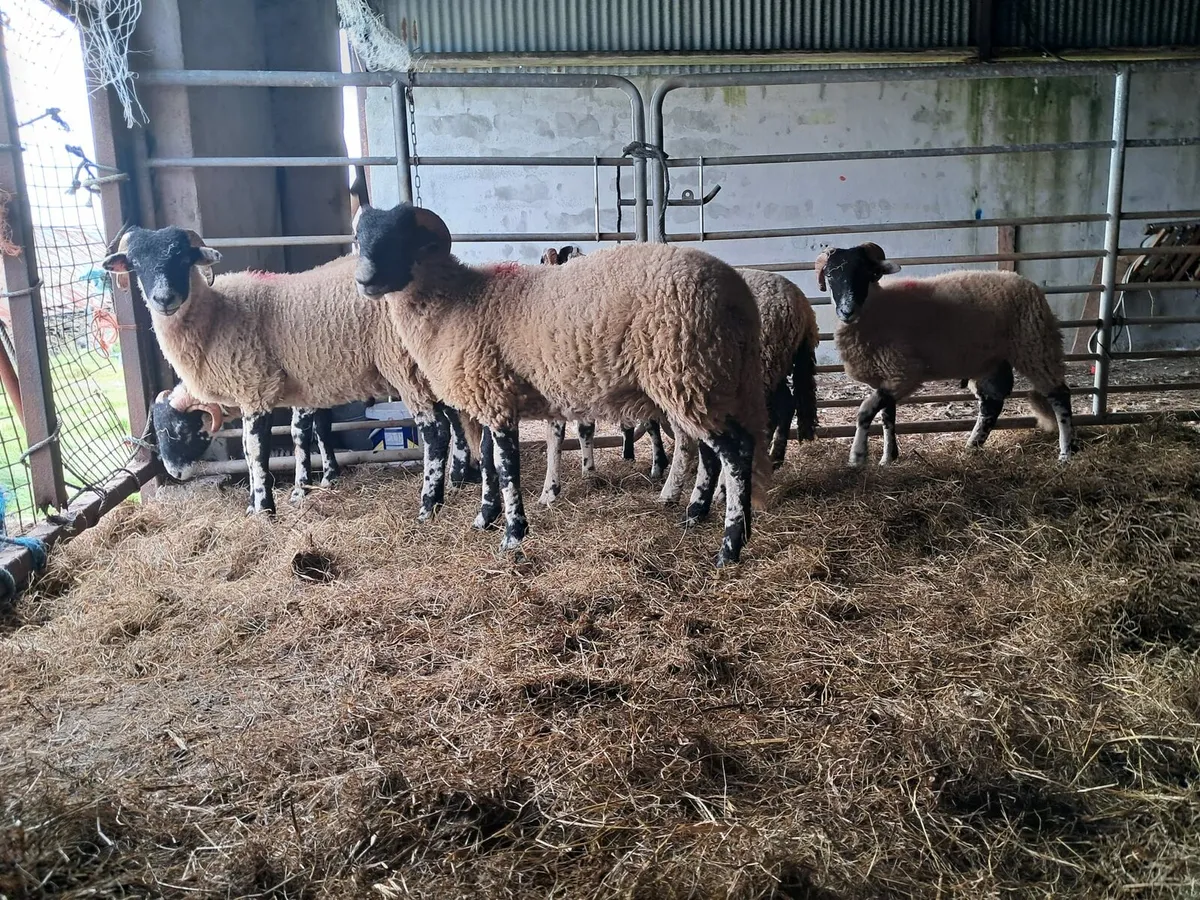 SIS eligible ram lambs - Image 2
