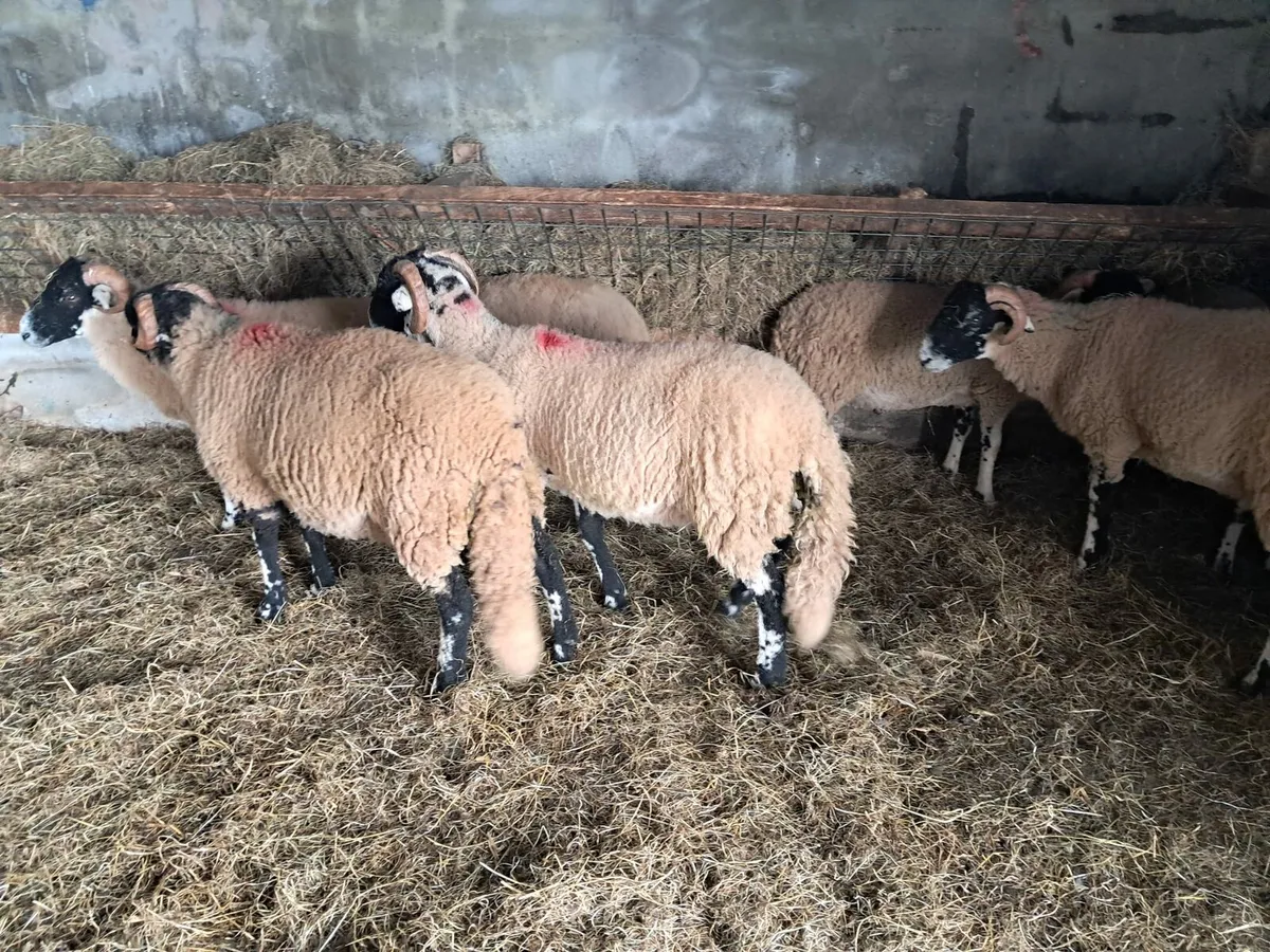 SIS eligible ram lambs - Image 3