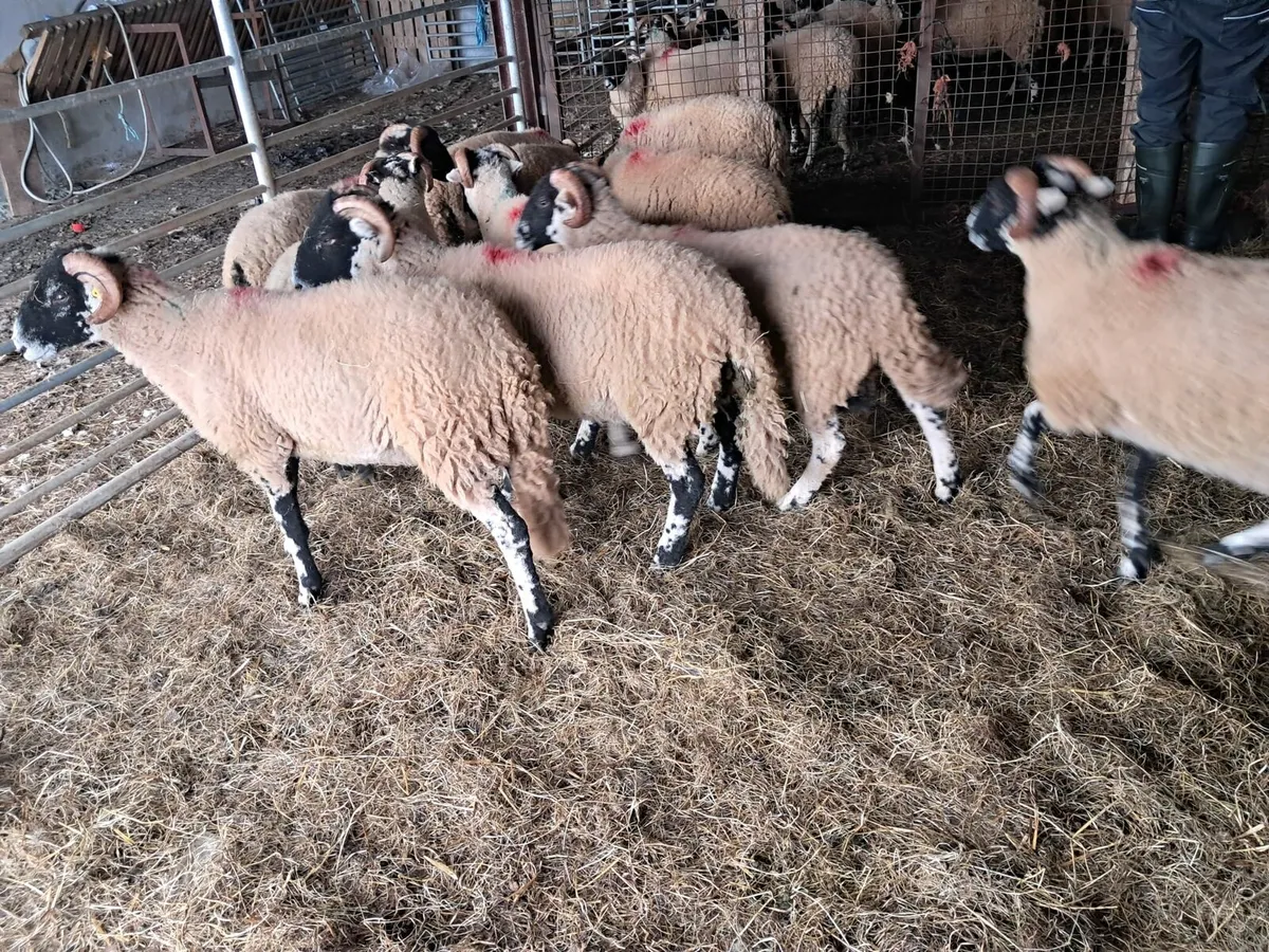 SIS eligible ram lambs - Image 4