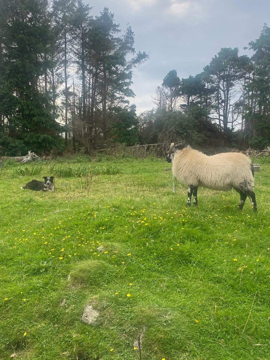 Two weather Sheep and farmers helper - Image 1