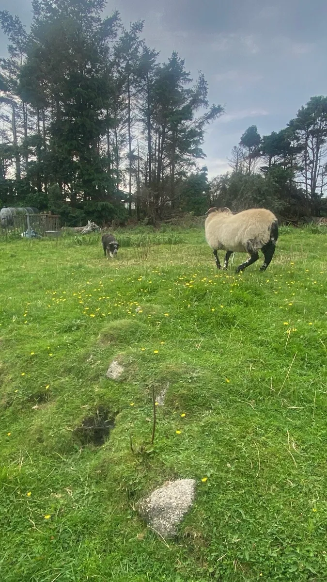 Two weather Sheep and farmers helper - Image 2