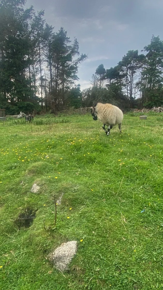Two weather Sheep and farmers helper - Image 3