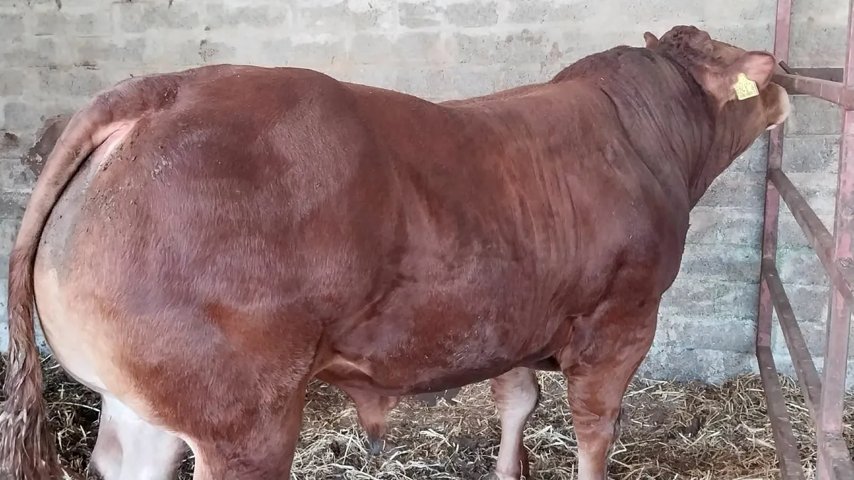 Limousin bull - Image 3