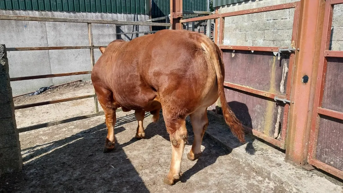 Limousin bull - Image 4