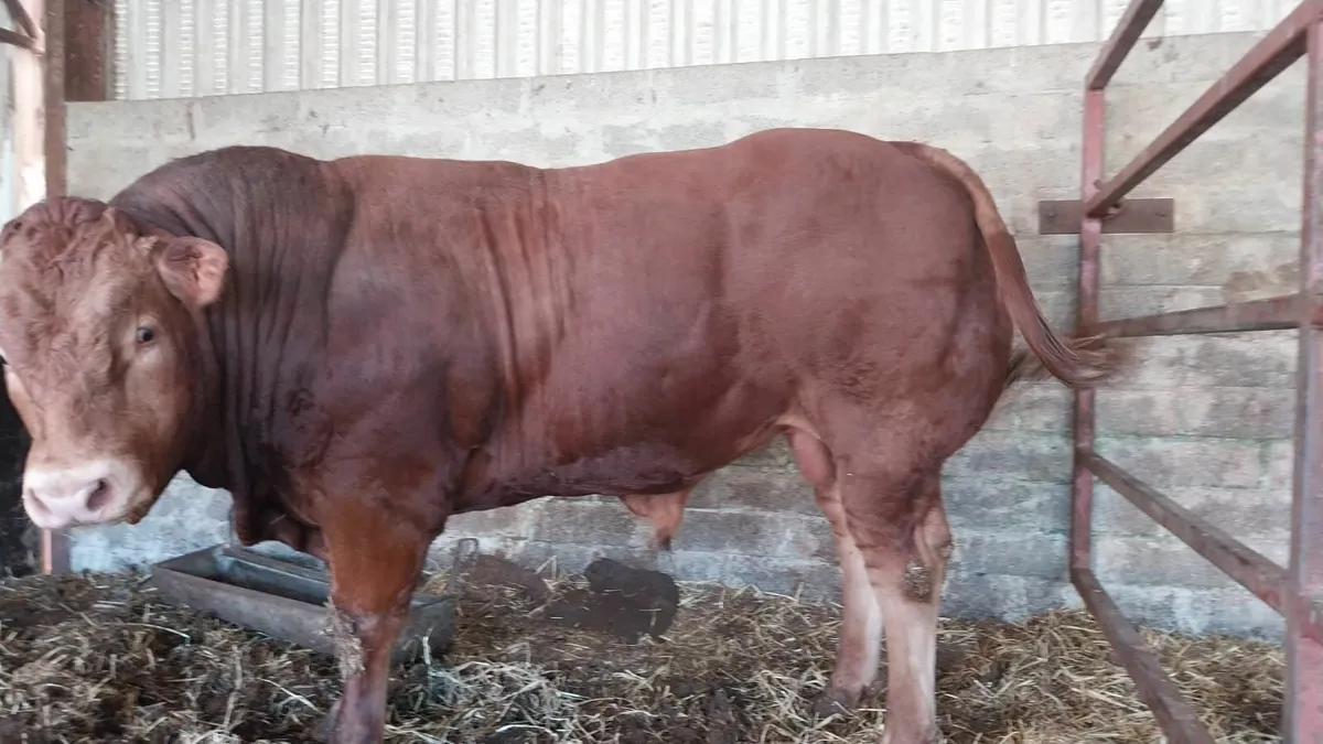 Limousin bull - Image 1