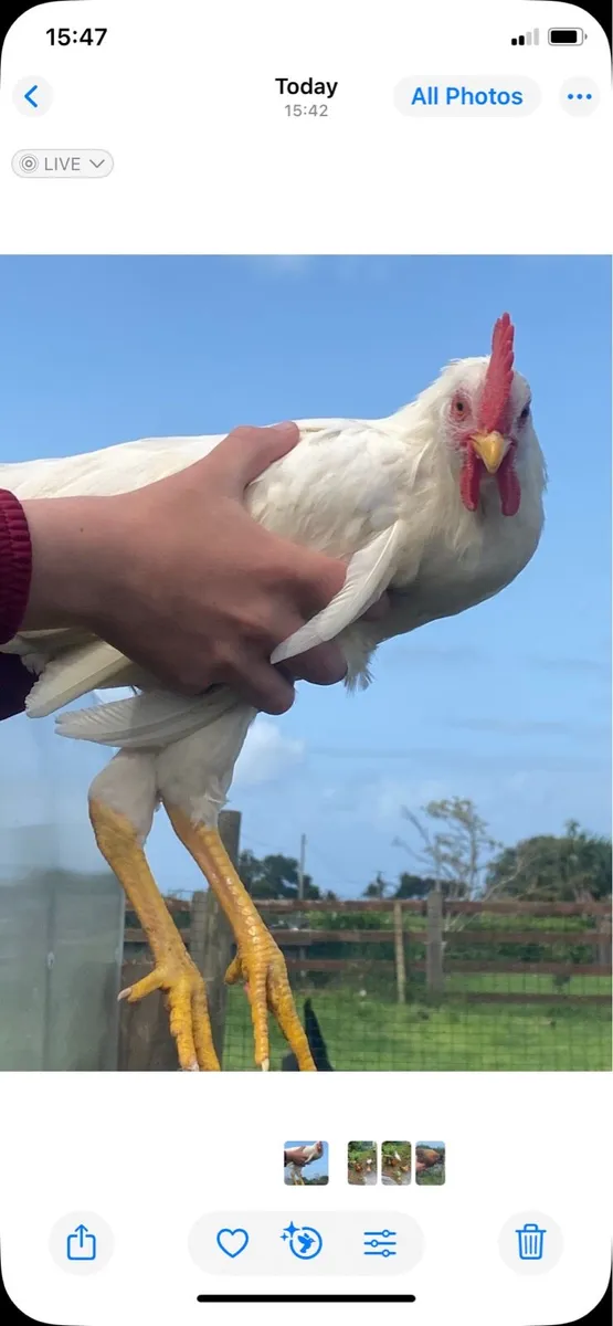 Roosters & Hens - Image 2