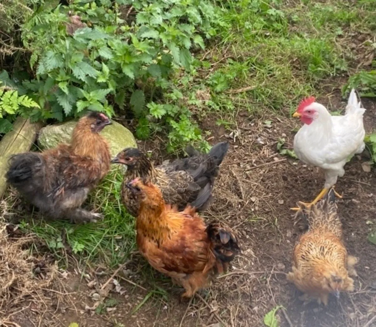 Roosters & Hens - Image 3