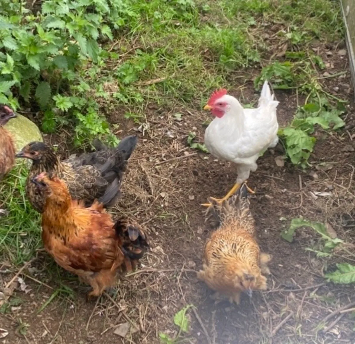 Roosters & Hens - Image 4