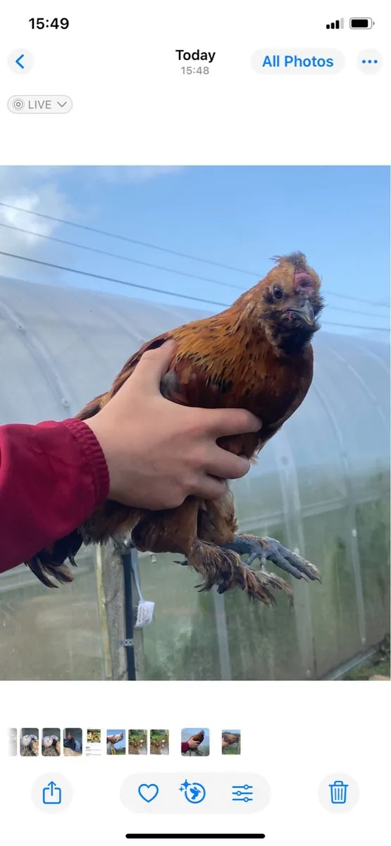 Roosters & Hens - Image 1