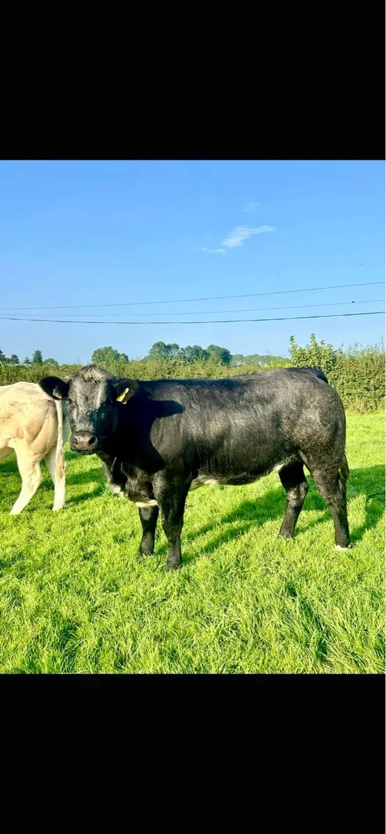 Breeding Heifers Elphin Mart 20th August - Image 1