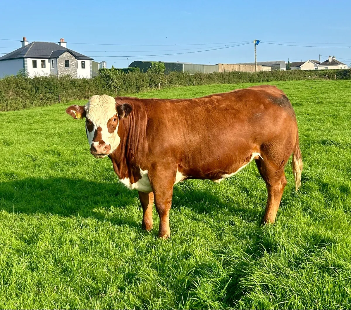 Breeding Heifers Elphin Mart 20th August - Image 2