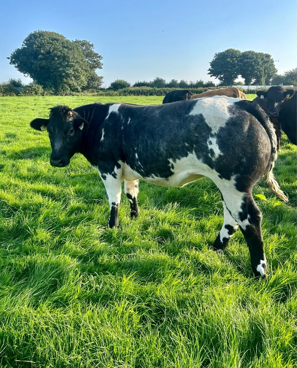 Breeding Heifers Elphin Mart 20th August - Image 3