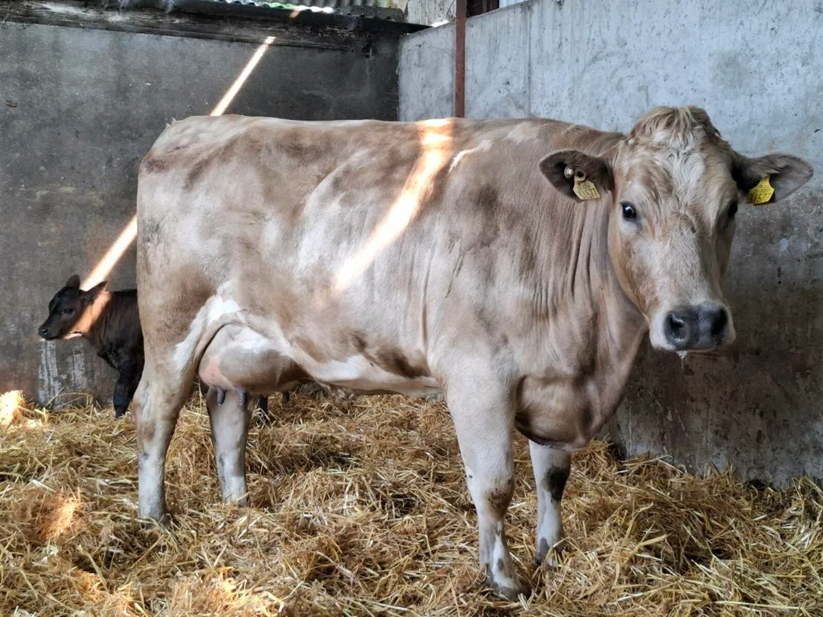 5 star chx 1 St calver freshly calved - Image 2