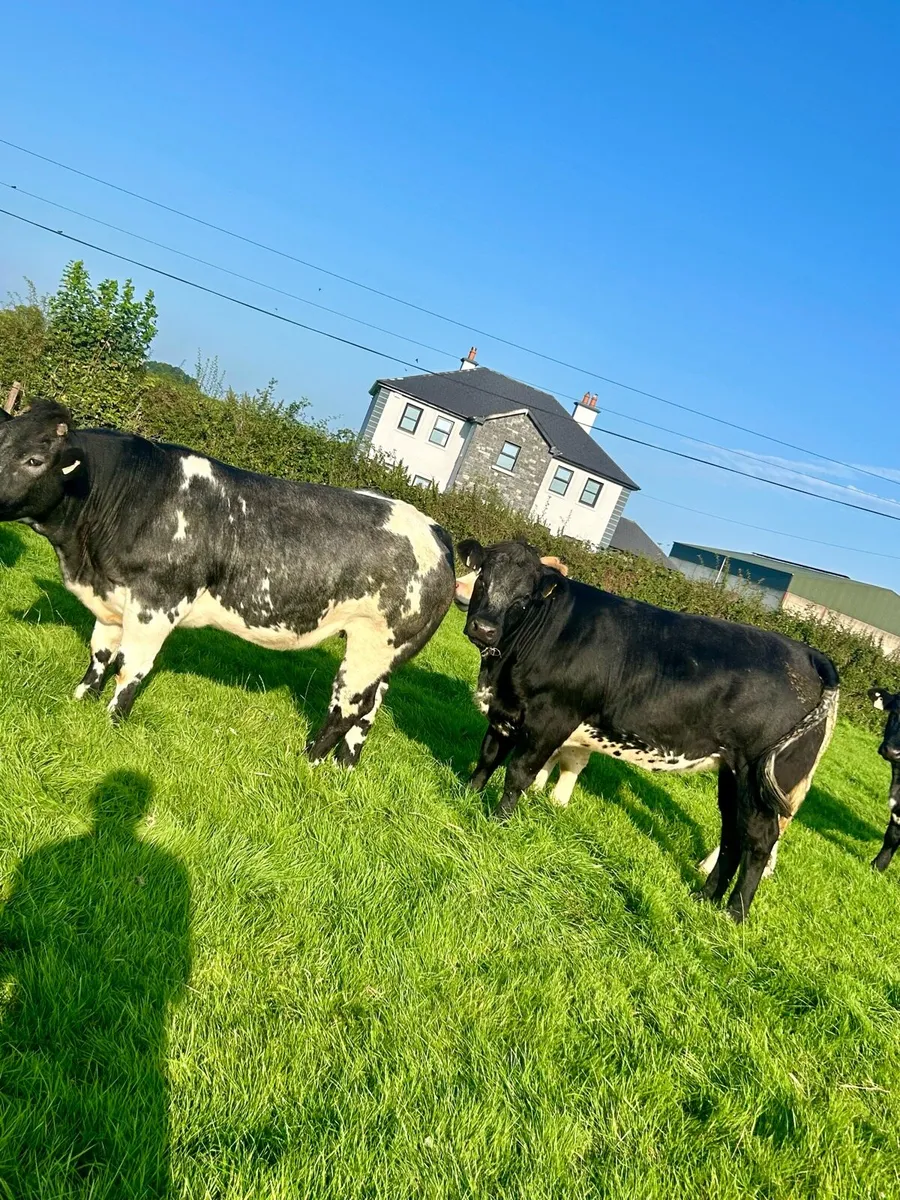 Breeding Heifers Elphin Mart 20th August - Image 4
