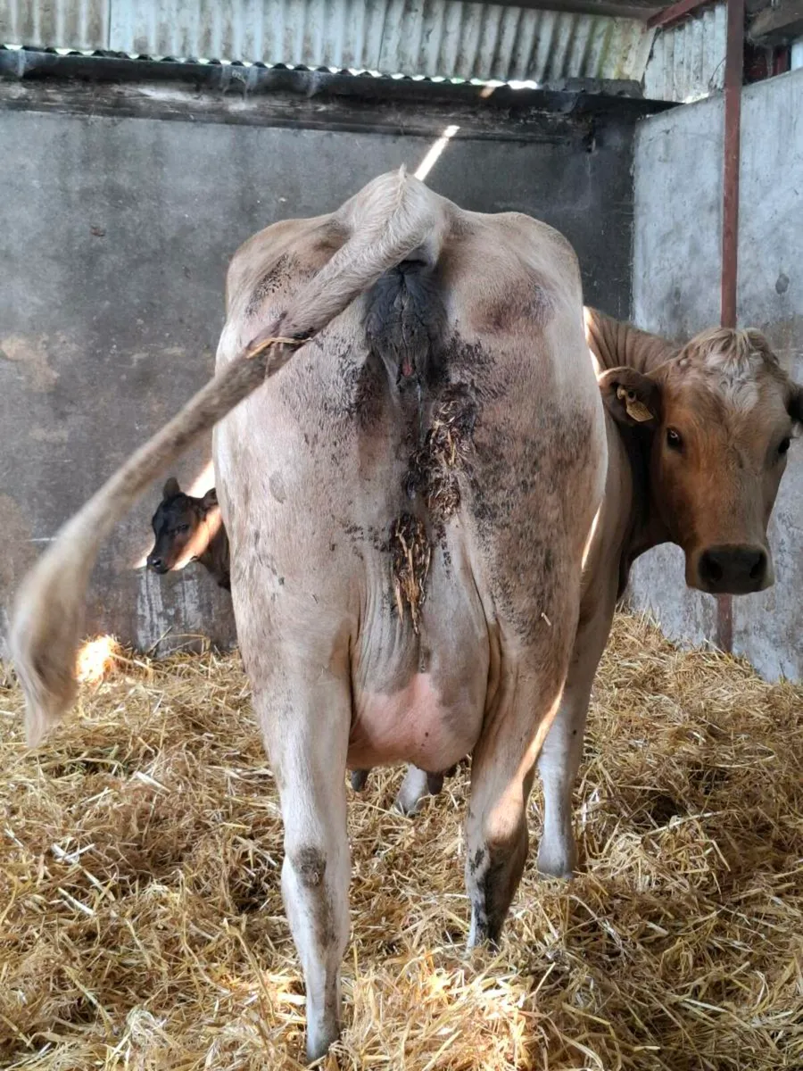5 star chx 1 St calver freshly calved - Image 3