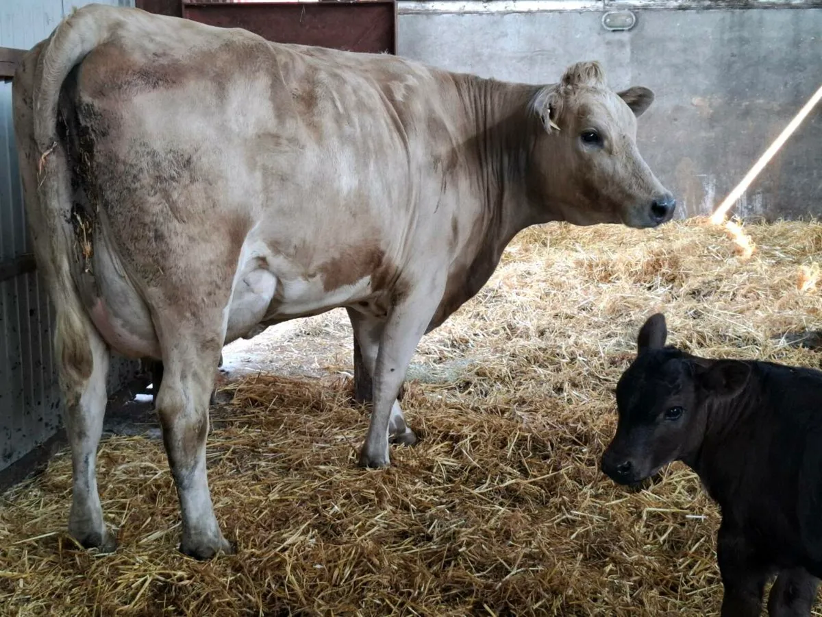5 star chx 1 St calver freshly calved - Image 4
