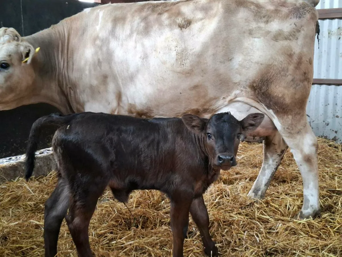 5 star chx 1 St calver freshly calved - Image 1