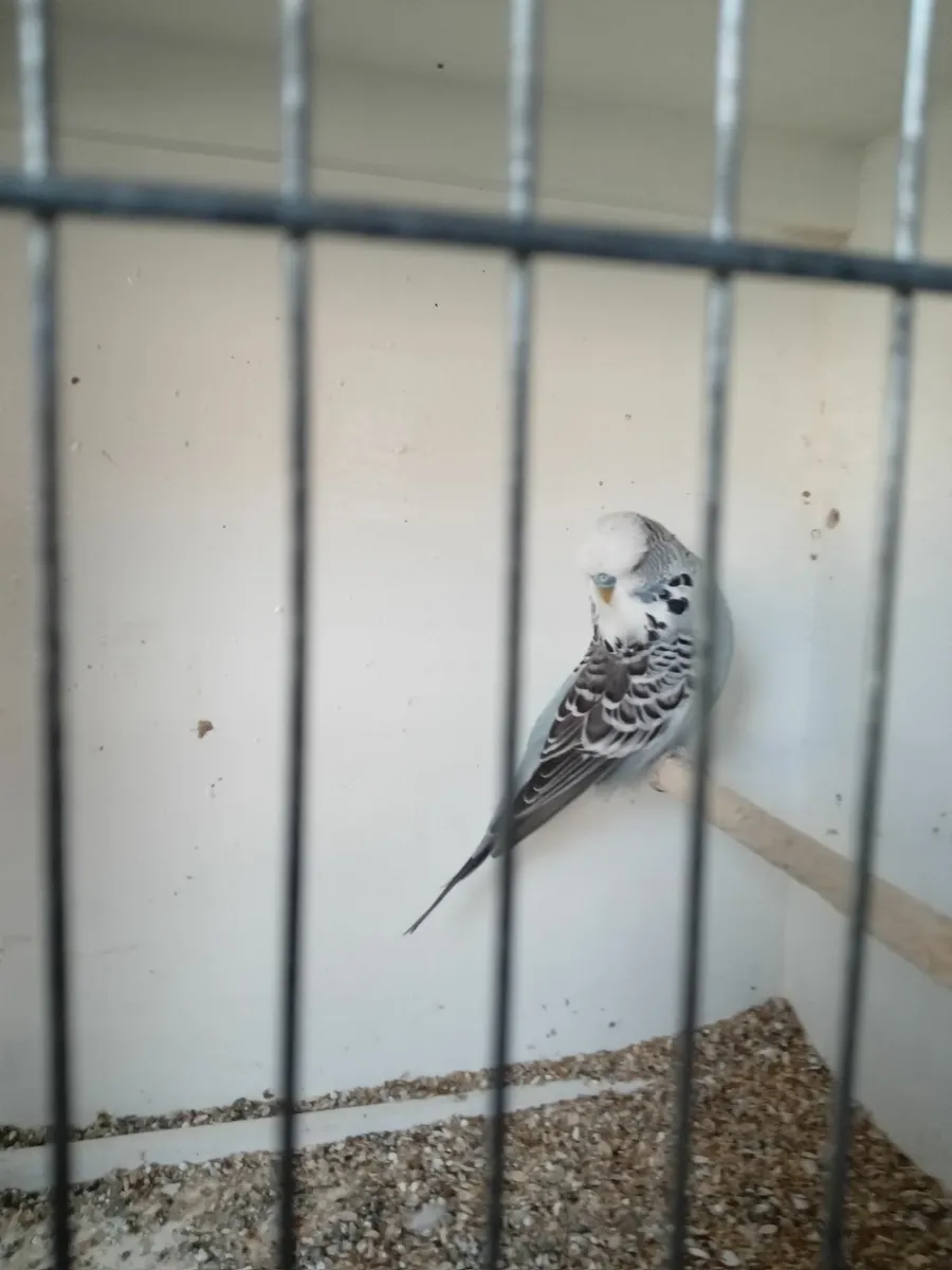Budgies - Image 4